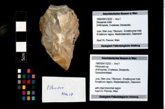 Foto (Objekt + Etikett) von Pithonoton sp.  (NHMW-GEO-1990-0041-3222)